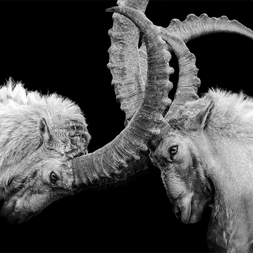 Personnalités difficiles : les identifier et agir auprès d’elles pour améliorer les relations