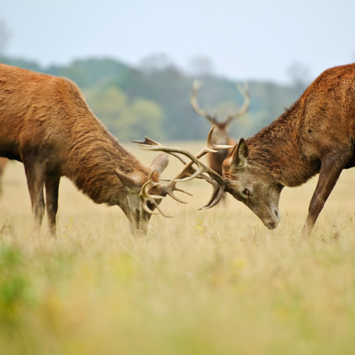Conflits au travail : savoir les gérer